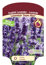 Super Blue Lavandula
