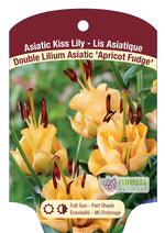 Asiatic Lily 'Apricot Fudge'