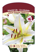 Oriental Lily 'Baferrari'