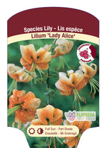 Trumpet Lily 'Lady Alice'