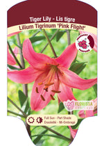 Tiger Lily 'Pink Flight'