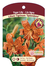 Tiger Lily 'Splendens '