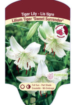 Tiger Lily 'Sweet Surrender'