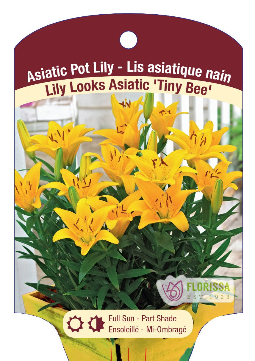 Asiatic Lilies 'Lily Looks'