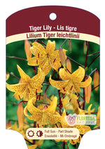 Tiger Lily 'Leichtlinii'
