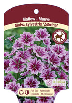 Malva sylvestris 'Zebrina'