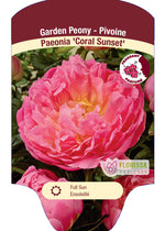Peony 'Coral Sunset'