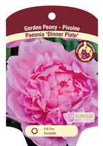 Peony 'Dinner Plate'