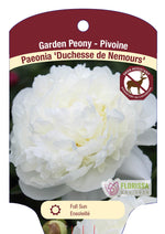 Peony 'Duchess de Nemours'