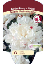 Peony 'Festiva'