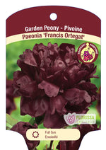 Peony 'Francis Ortegat'
