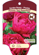 Peony 'Karl Rosenfeld'