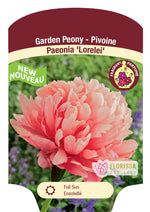 Peony 'Lorelei'