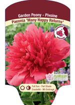 Peony 'Many Happy Returns'