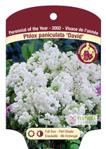 Phlox 'David'