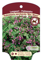 Lungwort Pulmonaria 'Mrs.Moon'