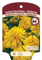 Rudbeckia Black-Eyed Susan 'Goldquelle'