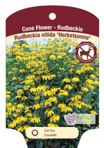 Rudbeckia Black-Eyed Susan 'Herbstsonne'