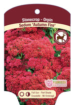 Sedum Stonecrop'Autumn Fire'