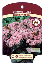 Sedum Stonecrop 'Matrona'