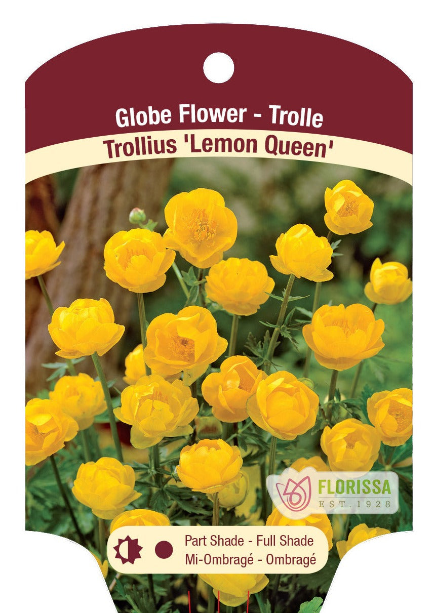 Lemon Queen Trollius