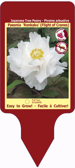 'Suffruticosa' Tree Peony