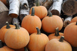 Winter Luxury Organic Pumpkin