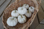 Casperita F1 Pumpkin