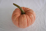 Porcelain Princess Pumpkin