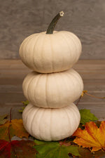 Moon Cake Pumpkin