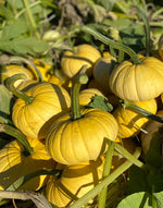 Lemon Cake Pumpkin
