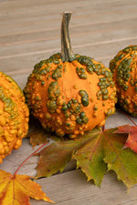Baby Bumps Pumpkin