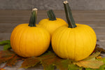 Sunlight F1 Pumpkin