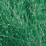 Fiber Optic Grass PW