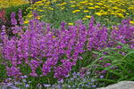 Penstemon 'Prairie Dusk'