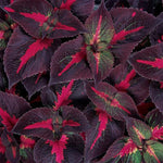 Perilla 'Magilla Purple'