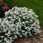 Achillea Yarrow 'Peter Cottontail'