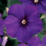 Phlox '21st Century' Series
