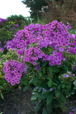 Phlox 'Purple Flame'