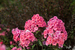 Phlox 'Coral Creme Drop'