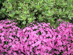 Moss Phlox 'Arctic Pink'