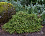 Spruce 'Ripplebrook Norway'