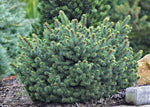 Spruce 'Lanham's Beehive'