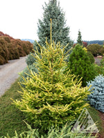Spruce 'The Limey'