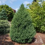Big Berta White Spruce