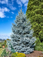 Spruce 'Bonny Blue'