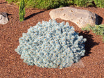 Spruce 'Moonstone'