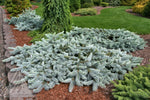 Spruce 'Procumbens Blue'