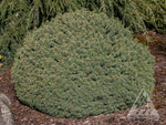 Spruce 'Roundabout'