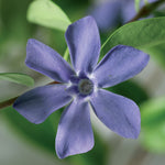 Vinca 'Minor'